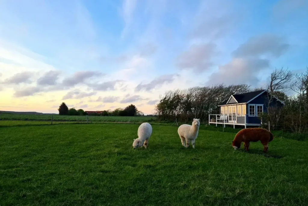 Et idyllisk glampingophold med alpacaer på en grøn mark ved siden af en charmerende blå hytte. Tre alpacaer græsser fredeligt foran hytten, hvilket skaber en rolig og naturskøn atmosfære. Hytten har en lille veranda, der giver gæsterne mulighed for at nyde solnedgangen over det åbne landskab, mens de oplever den unikke fornøjelse af glamping med alpacaer tæt på.